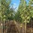 Acer Pseudoplatanus Leopoldii Sycamore 3-3.5 m buy online UK.