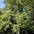 Acer Pseudoplatanus Leopoldii trees for sale online with UK delivery