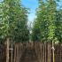 Acer Pseudoplatanus Rotterdam Sycamore 3-3.5 m buy online UK.