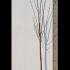 Acer Pseudoplatanus Sycamore 3.5-4 m buy online UK.
