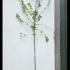 Acer Pseudoplatanus Sycamore 3-3.5 m buy online UK.