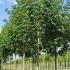 Acer Pseudoplatanus aka Sycamore tree is a fast growing, native, deciduous tree. We sell good quality specimens online with UK delivery.