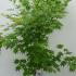 Acer Pseudosieboldianum Arctic Jade False Siebolds Maple 1-1.25 m buy online UK.