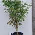 apaj 80-100 cm buy online UK.