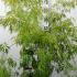 apid 60-80 cm buy online UK.