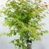 apnw 80-100 cm buy online UK.