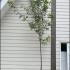Acer Rubrum Red Sunset Canadian Maple 3-3.5 m buy online UK.