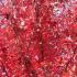 Acer Rubrum Red Sunset, a beautiful deciduous variety of Maple tree with spectacular autumn coloured foliage, buy online UK delivery.