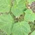 Acer rufinerve, snake bark maple tree foliage detail, buy online UK delivery