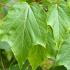 Acer Rufinerve Snake Bark Maple trees for sale online with UK delivery.