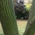 Acer Rufinerve - detail of the trunk - this tree is also known as Snake Bark Maple
