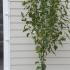 Acer Rufinerve Snake Bark Maple 2-2.25 m buy online UK.