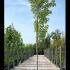 Acer Saccharinum or Silver Maple 3.5-4 m buy online UK.