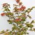 Acer Shirasawanum Autumn Moon Maple 80-100 cm buy online UK.