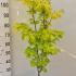 Acer Shirasawanum Jordan Golden Leaved Japanese Maple 1-1.25 m buy online UK.