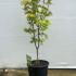 Acer Shirasawanum Jordan Golden Leaved Japanese Maple 80-100 cm buy online UK.