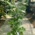 Acer Shirasawanum Jordan Golden Leaved Japanese Maple 20-30 cm buy online UK.