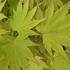 Acer shirasawanum Jordan Japanese Maple with bright yellow foliage and red new growth