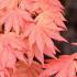 Acer Shirasawanum Moonrise Shirasawas Maple