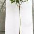 Acer Shirasawanum Moonrise Shirasawas Maple Moonrise 1.2-1.4 m buy online UK.