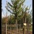 Acer Tataricum Ginnala 3.5-4 m buy online UK.