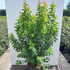 atg 1-1.25 m buy online UK.