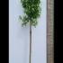 Acer Tataricum Ginnala 2.5-3 m buy online UK.