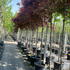 acerpa 2.5-3 m buy online UK.