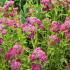 Achillea Millefolium Cerise Queen. Yarrow Cerise Queen, flowering perennials for sale online UK delivery.