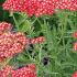 Achillea Millefolium Summer Berries. Achillea Summer Berries perennials for sale online with UK delivery