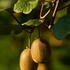 Actinidia Deliciosa Jenny Boskoop or Kiwifruit Jenny Boskoop, hardy self-pollinating kiwifruit climber