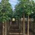 Aesculus Hippocastanum Baumannii 3-3.5 m buy online UK.