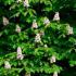 Aesculus Hippocastanum Baumannii, Baumanns Horse Chestnut trees, trees for large gardens, good quality trees for sale online UK delivery.
