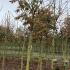 ah 4-4.5 m buy online UK.