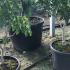 Aesculus Mutabilis Induta Dwarf 80-100 cm buy online UK.