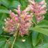 Aesculus Mutabilis Induta or Aesculus Mutabilis Rosea Nana or Induta Dwarf Apricot Flowered Chestnut