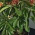 Aesculus Pavia Koehnei Dwarf Red Buckeye 40-50 cm buy online UK.