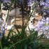 Agapanthus Blue evergreen Perennials to buy online from our London garden centre, UK delivery.