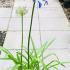 Agapanthus Africanus Blue 40-60 cm buy online UK.