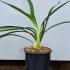 Agapanthus Africanus Albus 30-40 cm buy online UK.