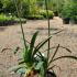 Agapanthus Africanus Albus 50-60 cm buy online UK.