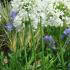 Agapanthus Africanus Albus is a beautiful perennial lily for sale at our London garden centre.