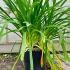 Agapanthus Africanus Blue 50-60 cm buy online UK.