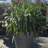 agapanthus 70 cm buy online UK.