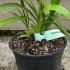 Agapanthus Africanus Blue Thunder African Lily 20-30 cm buy online UK.