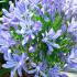 Agapanthus Africanus, Flowering Shrubs to buy online