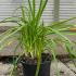 Agapanthus Africanus Pitchoune Blue African Lily 20-30 cm buy online UK.