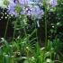 Agapanthus Blue or White Flowering, UK