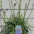 Agapanthus Blue Storm 20-30 cm buy online UK.