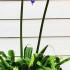 Agapanthus Dr. Brouwer, also known as African Lily Dr. Brouwer blue flowering perennials for sale UK